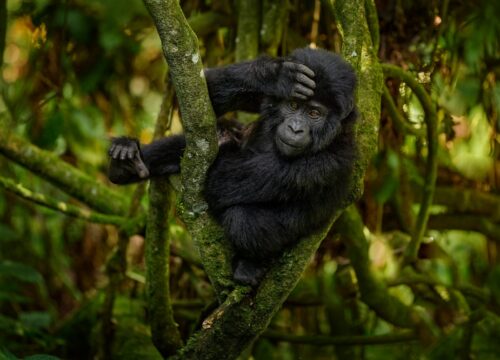 3-Day Kigali City & Mountain Gorilla Trek Urban Meets Wild