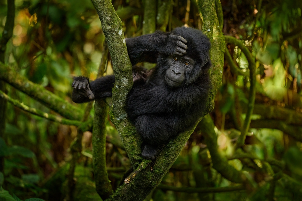 3-Day Kigali City & Mountain Gorilla Trek Urban Meets Wild