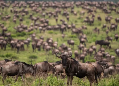 4-Day Mid-Range Safari: Lake Nakuru & Maasai Mara