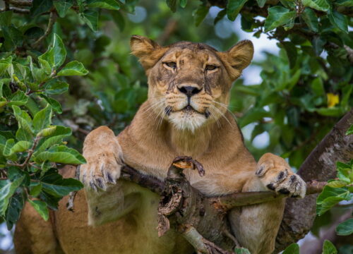 3-Days Queen Elizabeth Safari