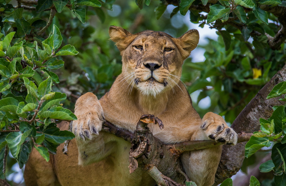 3-Days Queen Elizabeth Safari
