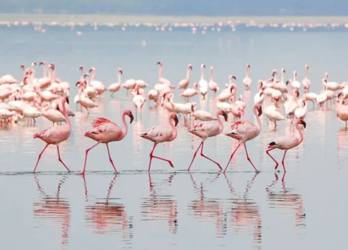 5-Day Explore Kenya’s Natural Wonders in Maasai Mara, Lake Nakuru & Lake Naivasha