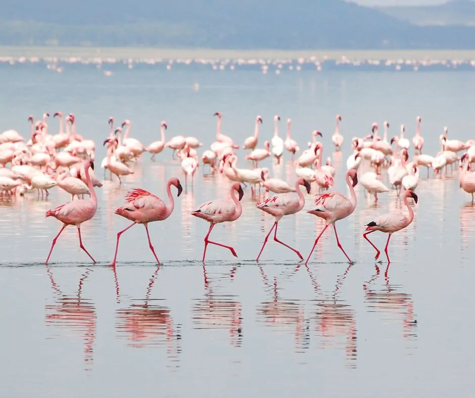 5-Day Explore Kenya’s Natural Wonders in Maasai Mara, Lake Nakuru & Lake Naivasha