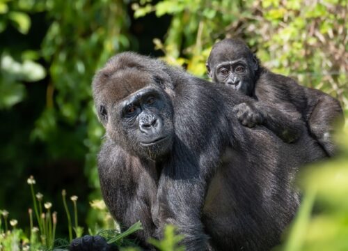 6 Days Wildlife Queen Elizabeth & Gorilla Trekking Safari