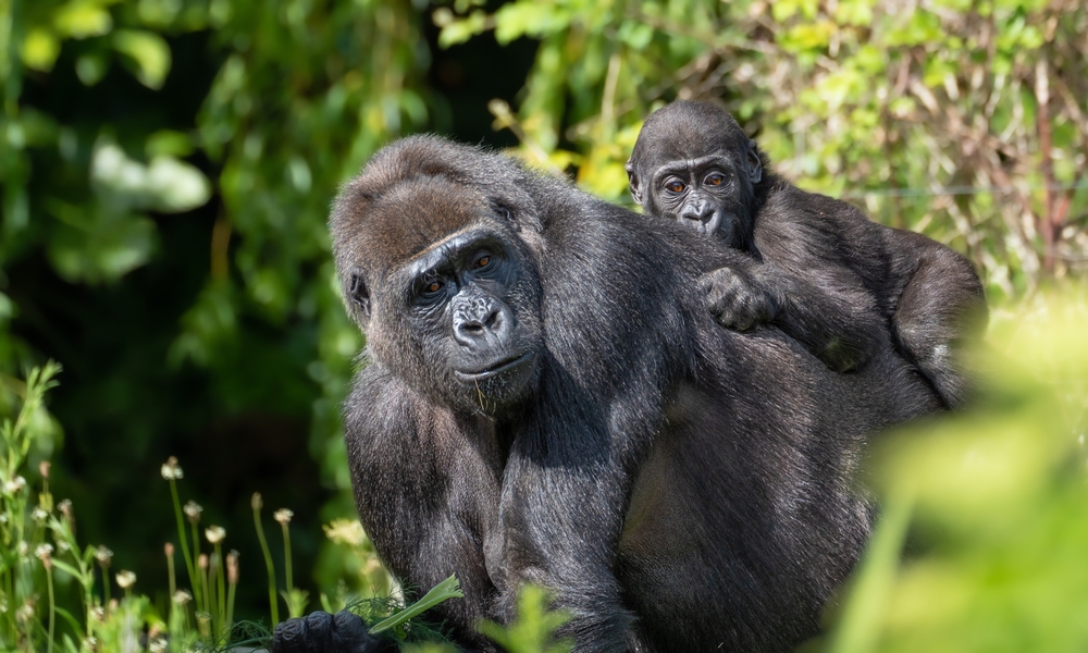 6 Days Wildlife Queen Elizabeth & Gorilla Trekking Safari