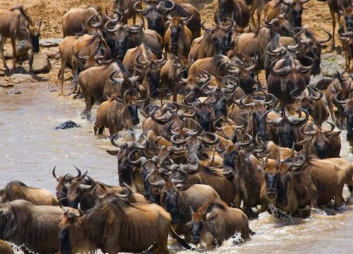 Masai Mara Wildebeest Migration Tours