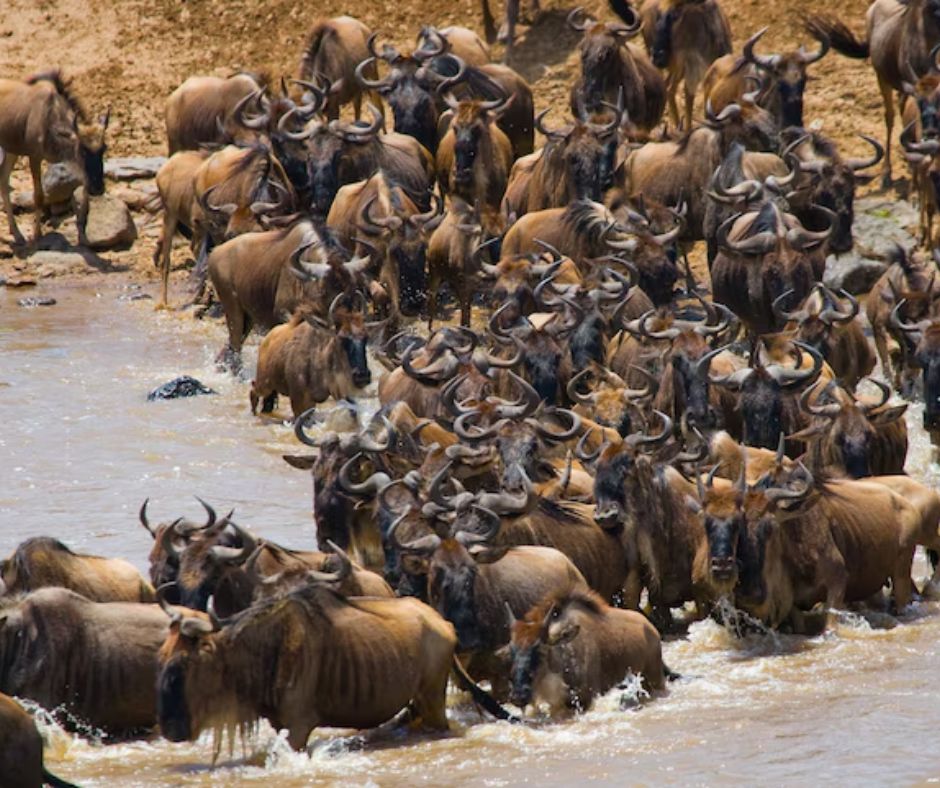 Masai Mara Wildebeest Migration Tours