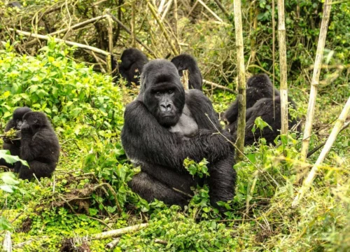4-Day Gorilla & Golden Monkey Trek Rwanda Primate Adventure