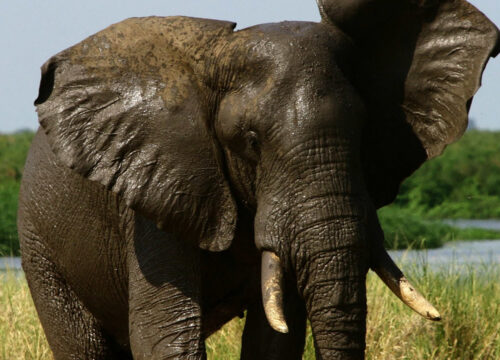7-Day Giants of the Wild Uganda Rwanda Gorilla and Wildlife Safari