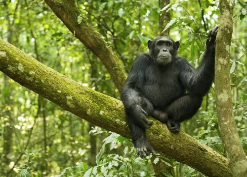 5 days Gorilla safari Experience