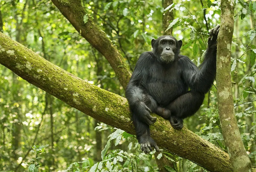 5 days Gorilla safari Experience