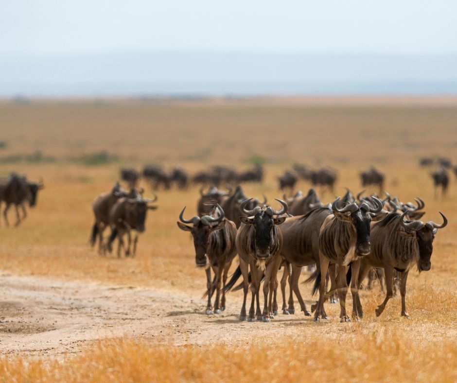 4-Day Budget Safari: Explore Lake Nakuru & Maasai Mara