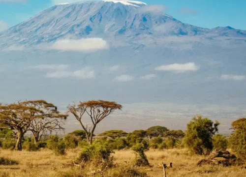 Kibo Safari Camp