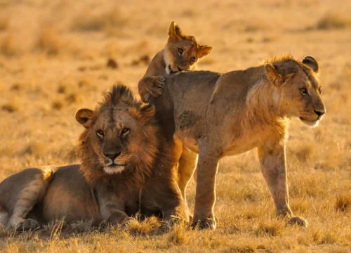 7 Days Best of Tanzania Mid-Range  Safari