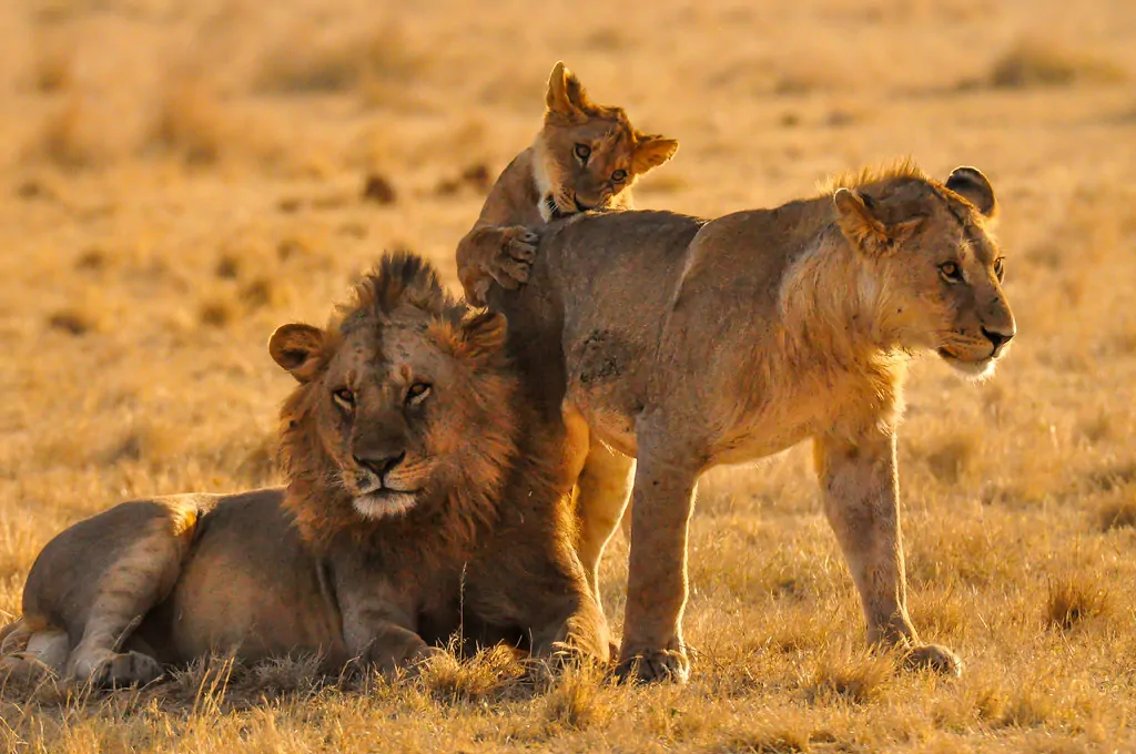 7 Days Best of Tanzania Mid-Range  Safari