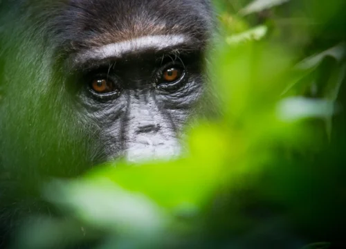 5-Day Chimpanzee Trek & Lake Kivu Adventure from Forest to Shore
