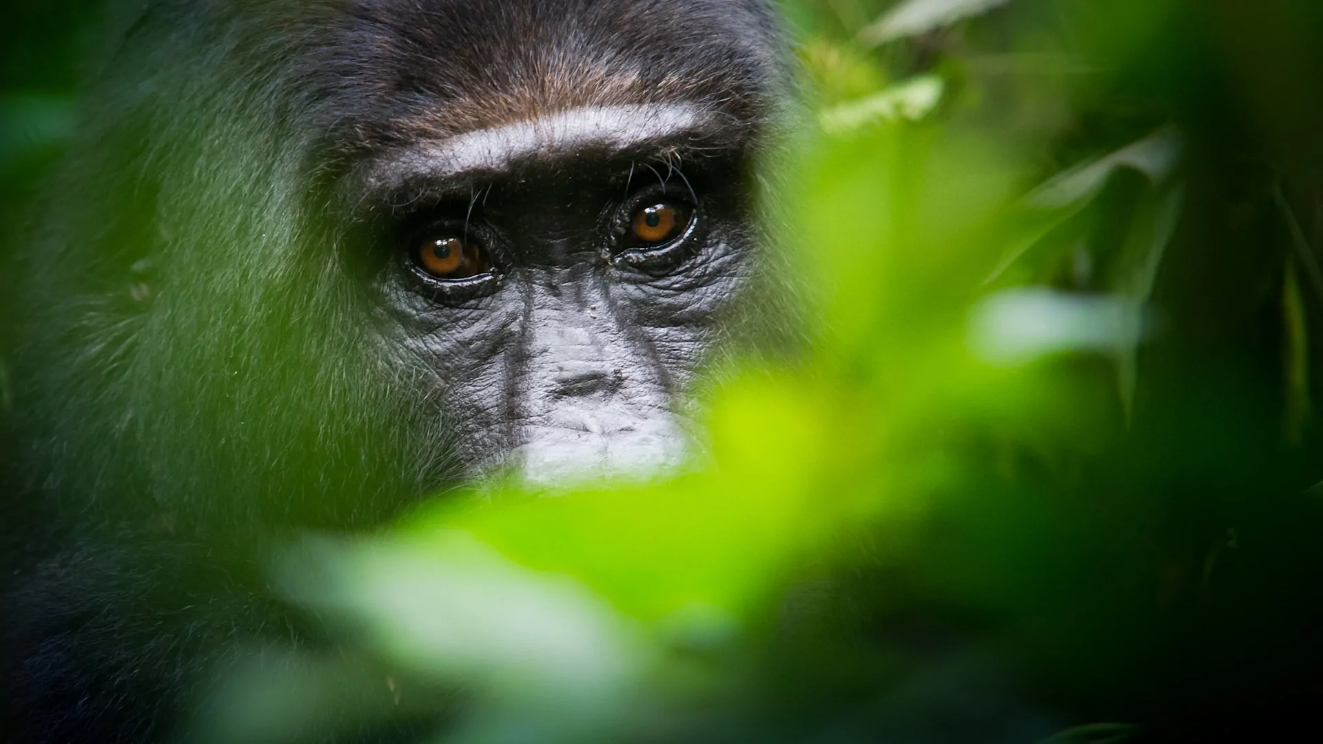 5-Day Chimpanzee Trek & Lake Kivu Adventure from Forest to Shore