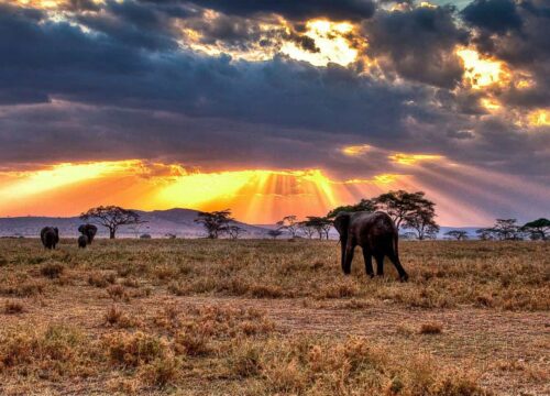 13-Day Tanzania Beach & Wildlife Safari Adventure
