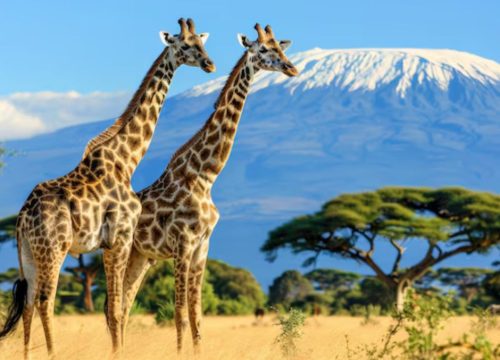 Discover the Best Time for Safari in Kenya