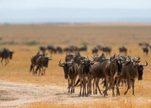 3-Day Masai Mara Safari Adventure- Experience the Great Migration
