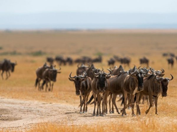 3-Day Masai Mara Safari Adventure- Experience the Great Migration