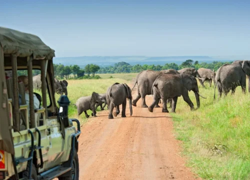 5-Day Tarangire, Serengeti & Ngorongoro Crater Safari