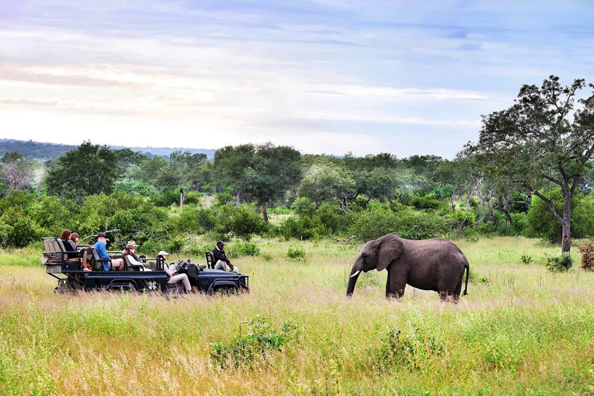 South Africa Safari and Cape Town Safari Experience