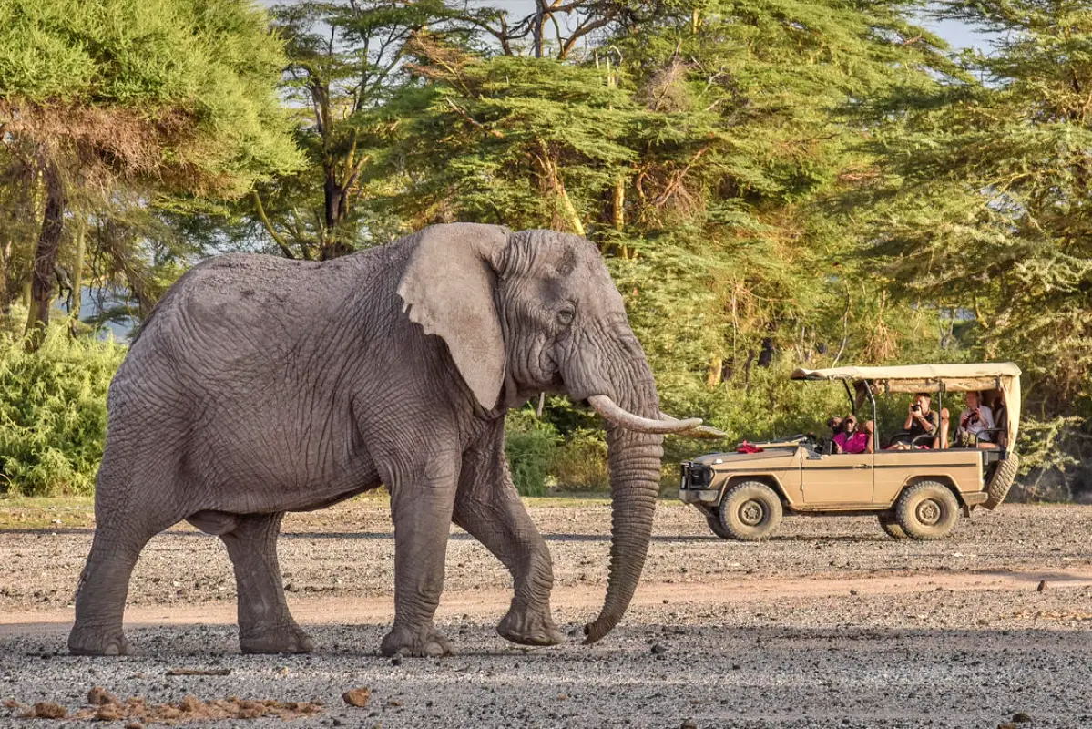 Maasai Mara Safari And Kilimanjaro Hiking Adventure