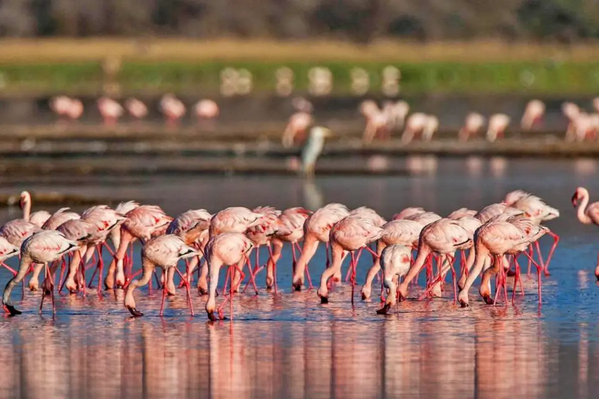 Explore Lake Nakuru and Maasai Mara Safari