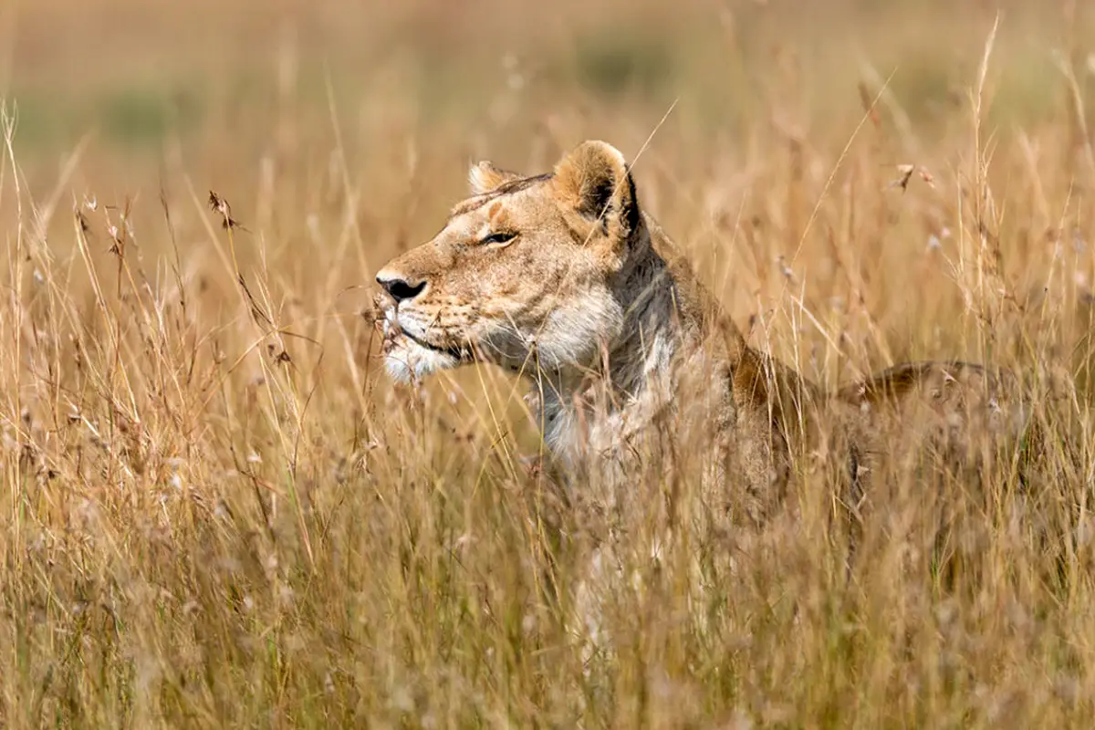 Exclusive Maasai Mara And Serengeti Luxury Flying Safari