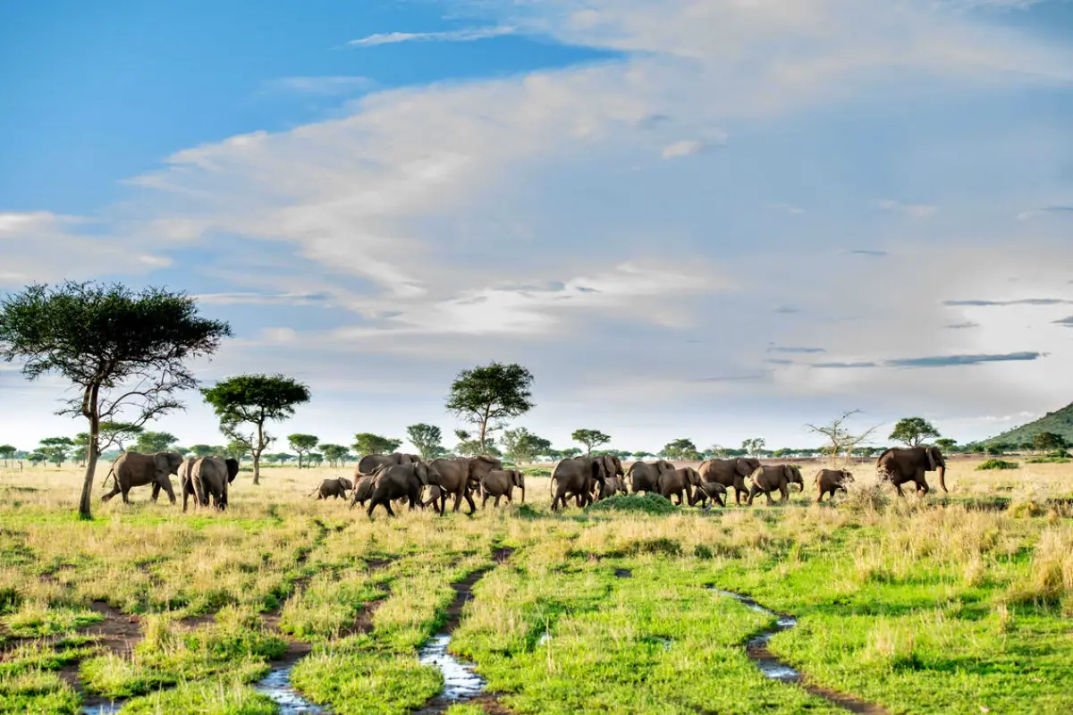 Tanzania Grand Wildlife And Zanzibar Beach Safari Adventure