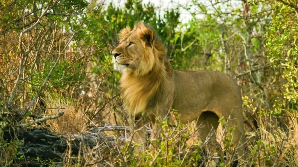 Chyulu Hills And Masai Mara Adventure