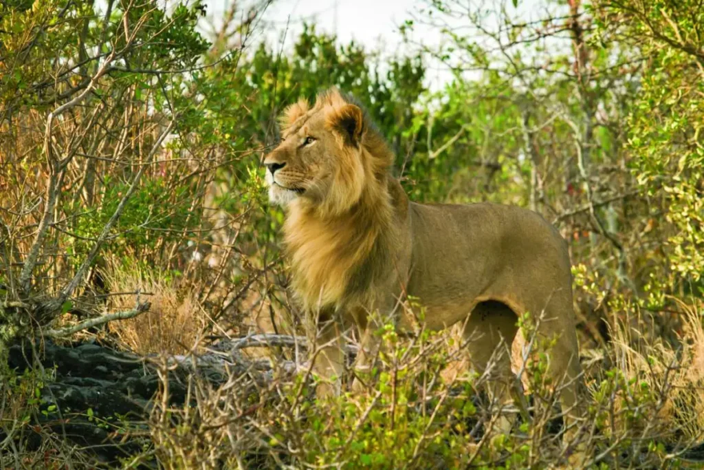7-Day Chyulu Hills And Masai Mara Adventure