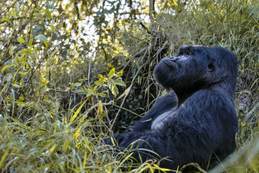 7-Day Kenya & Uganda Wildlife & Cultural Safari
