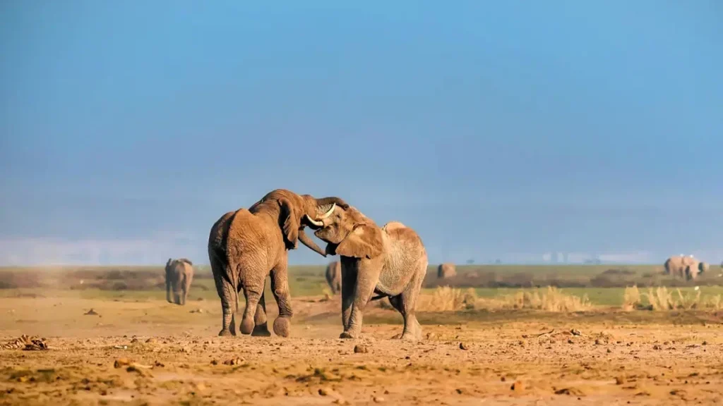 Kenya Wildlife Adventure Safari