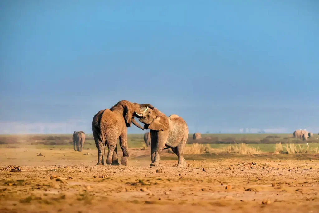 10-Day Kenya Wildlife Adventure Safari