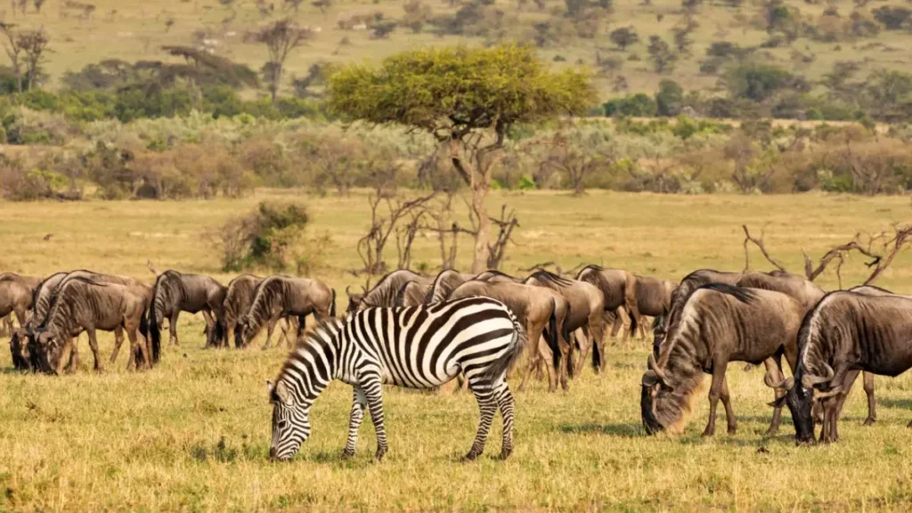 Kenya Luxury Comforts Safari