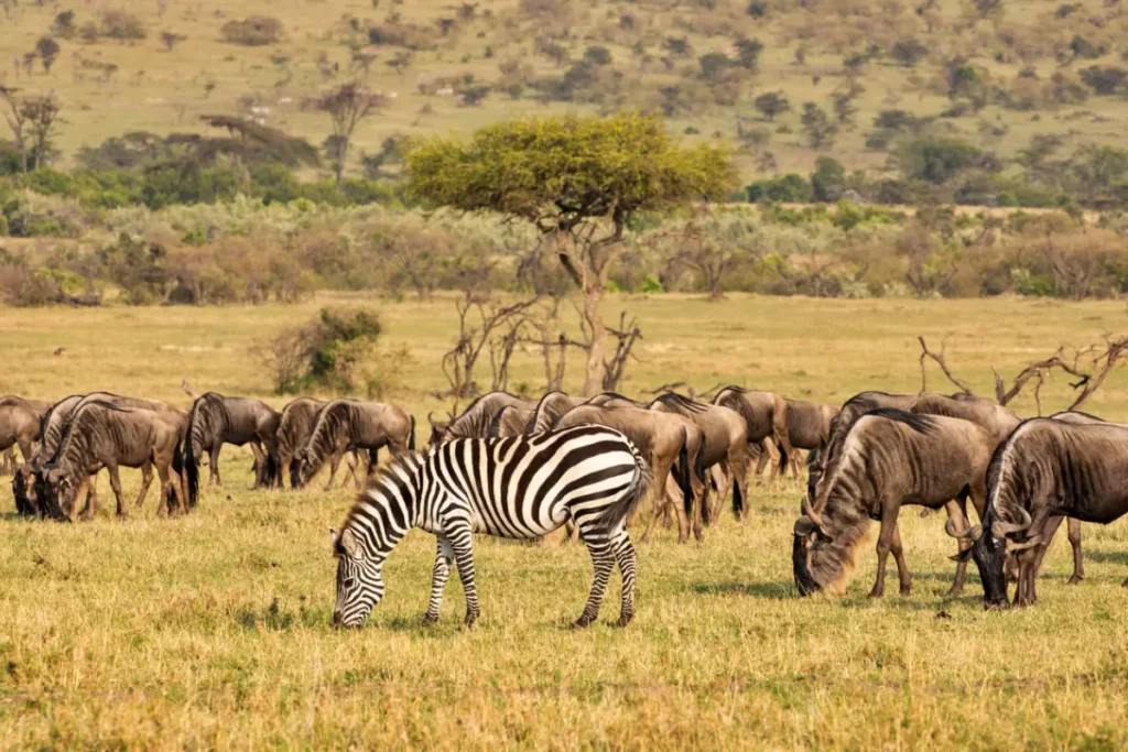 8-Day Kenya Luxury Comforts Safari