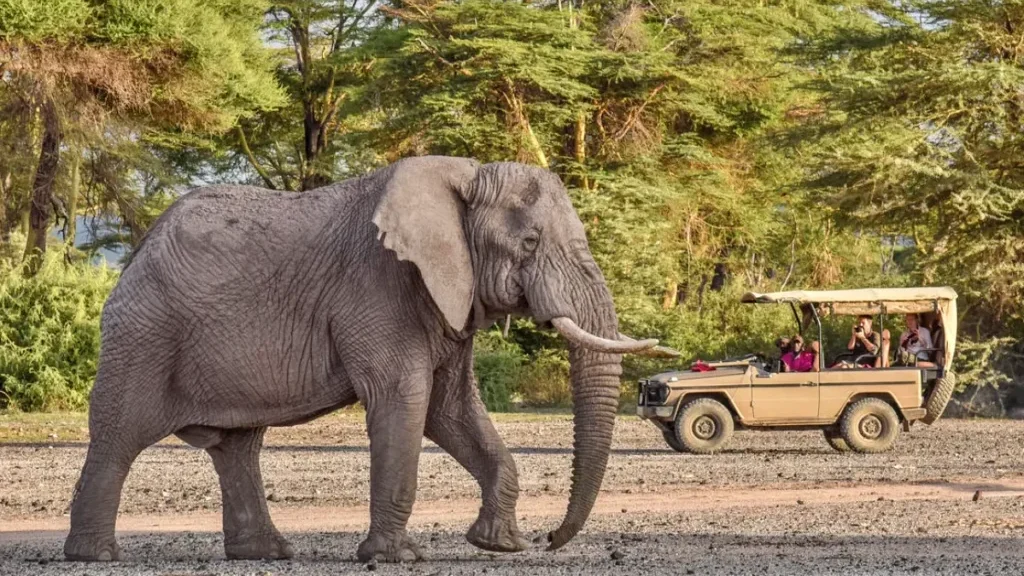 Maasai Mara Safari And Kilimanjaro Hiking Adventure