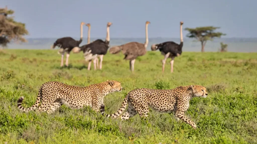Ultimate Kenya And Tanzania Safari