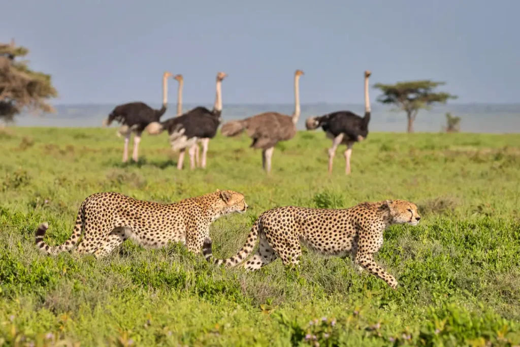 7-Day Ultimate Kenya And Tanzania Safari