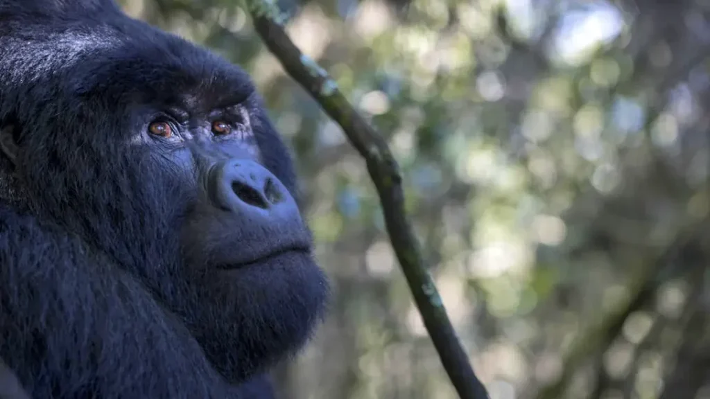 Maasai Mara & Uganda Gorilla Safari