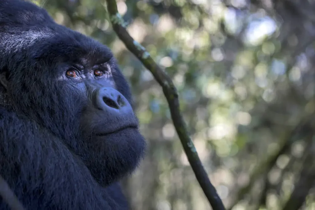 6-Day Maasai Mara & Uganda Gorilla Safari