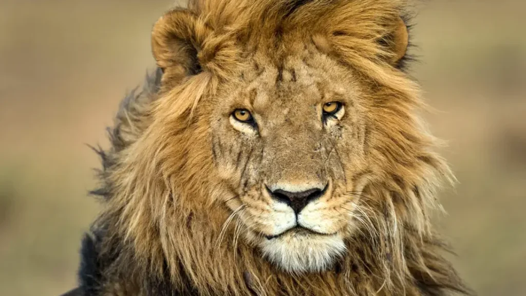 East Africa Explorer: Kenya and Uganda Adventure Safari