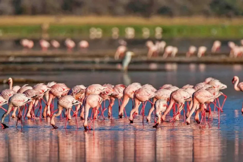 4-Day Explore Lake Nakuru and Maasai Mara Safari