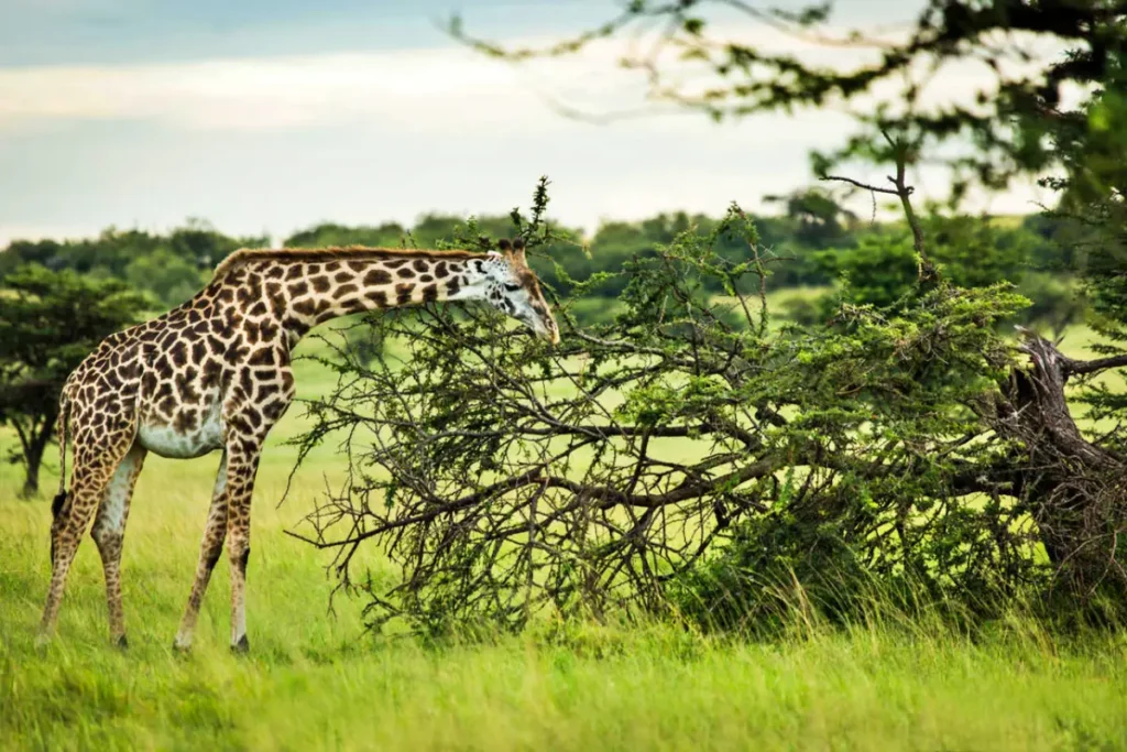 7-Day Maasai Mara, Lake Nakuru, Lake Naivasha and Amboseli Safari
