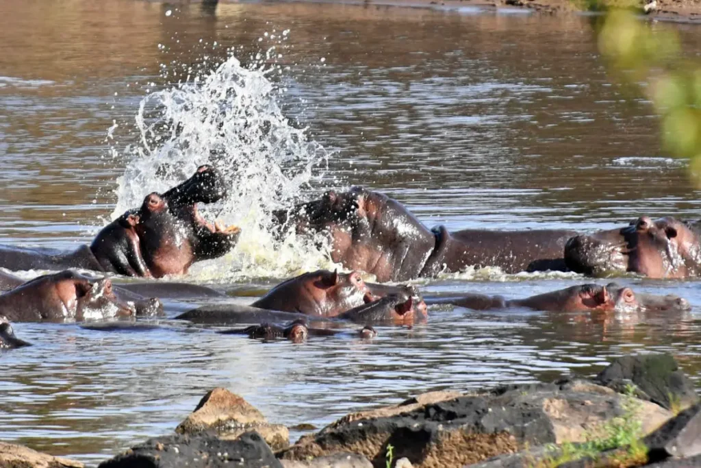6-Day Masai Mara, Lake Nakuru and Amboseli Safari