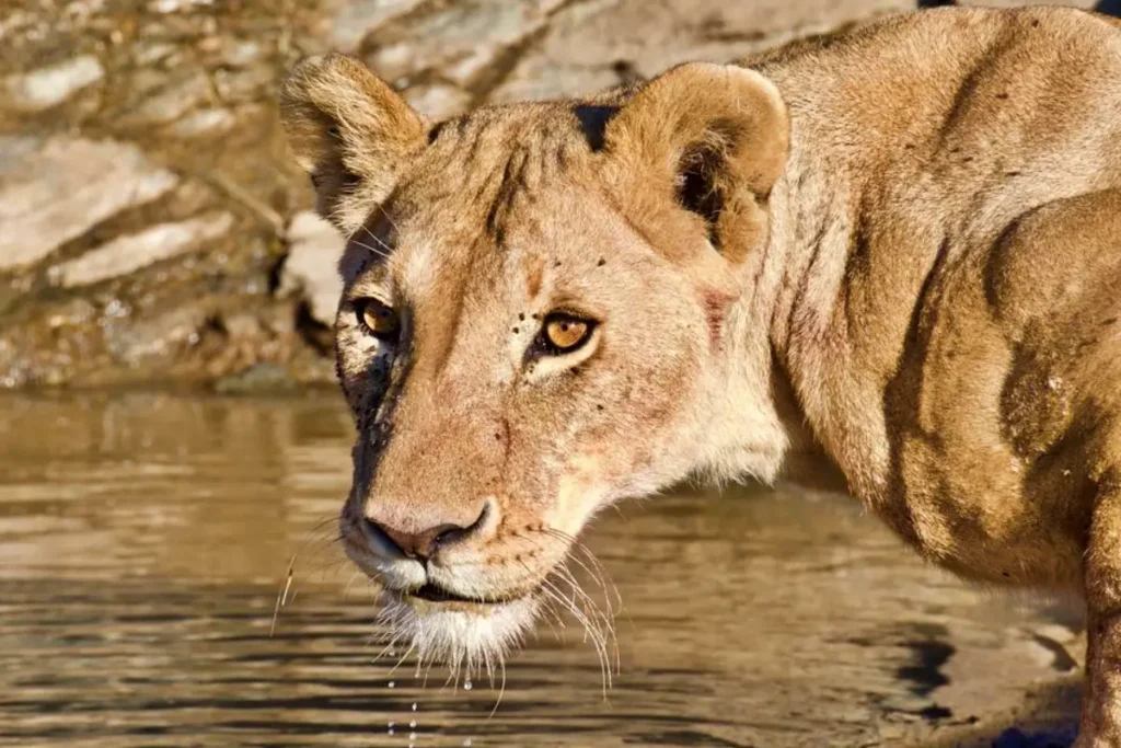 5-Day Serengeti & Northern Tanzania Safari