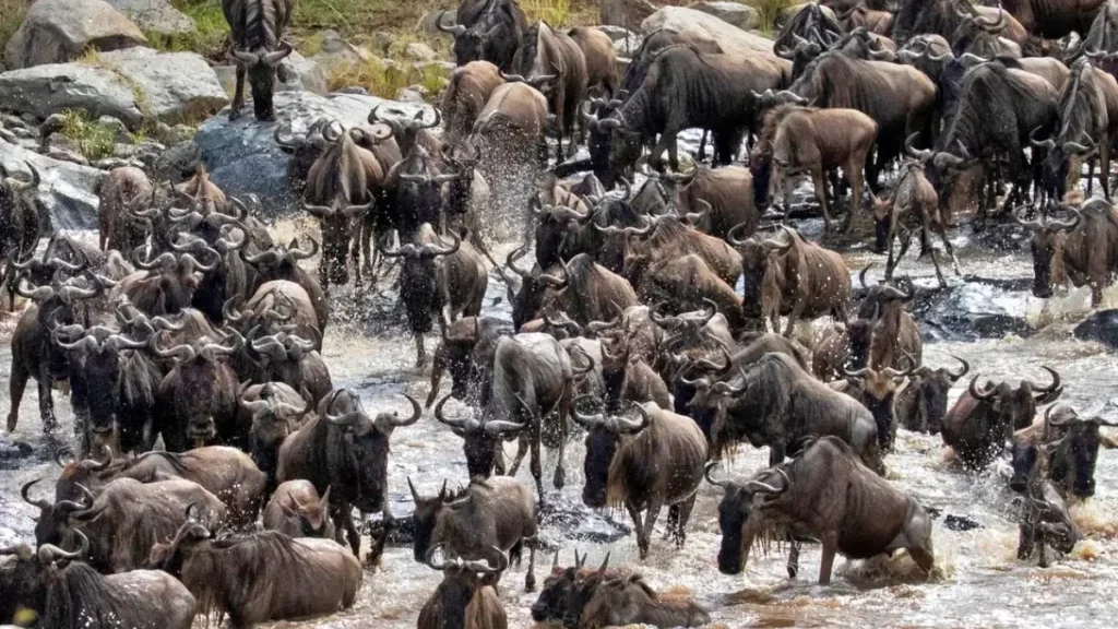 Masai Mara Wildebeest Migration Special Adevnture