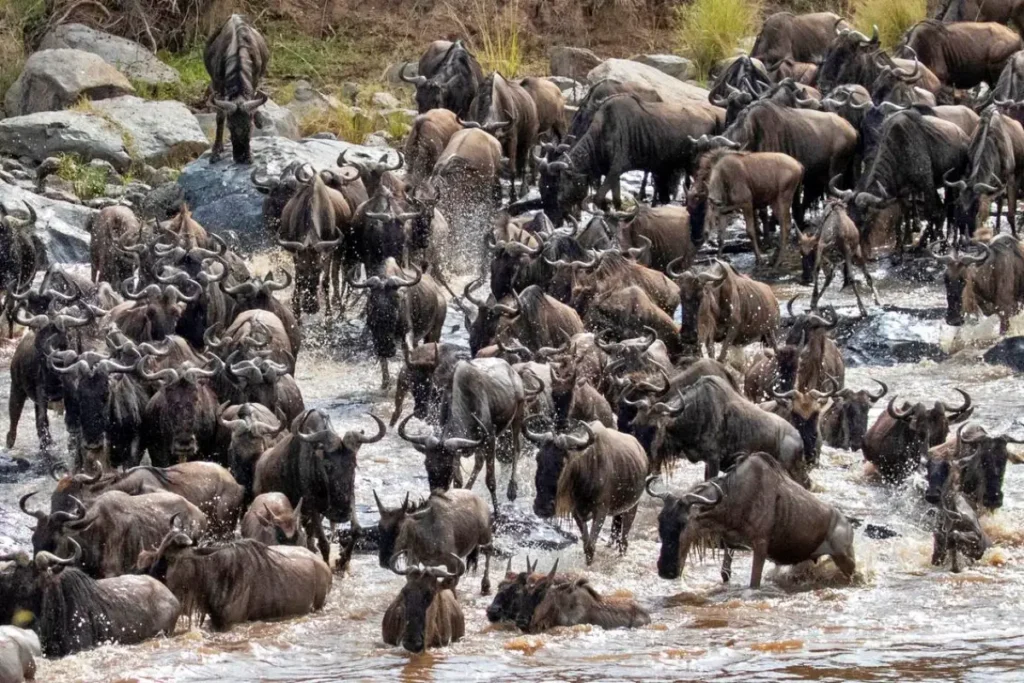 3-Day Masai Mara Wildebeest Migration Special Adevnture